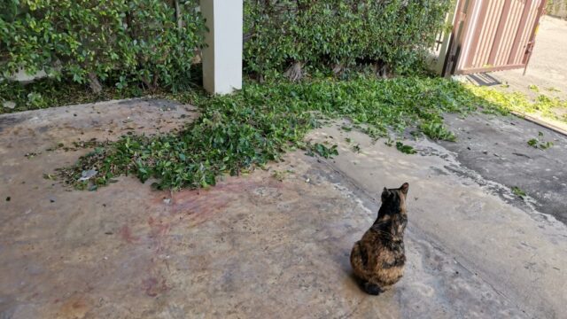 植木剪定を猫が監督