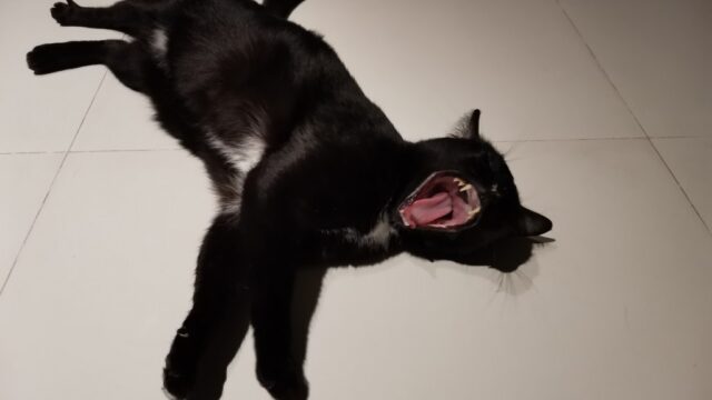 あくびする黒猫