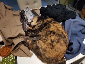 洗濯物の上で寝る猫