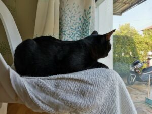 外を眺める黒猫