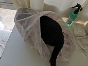 洗濯ネットに入った黒猫
