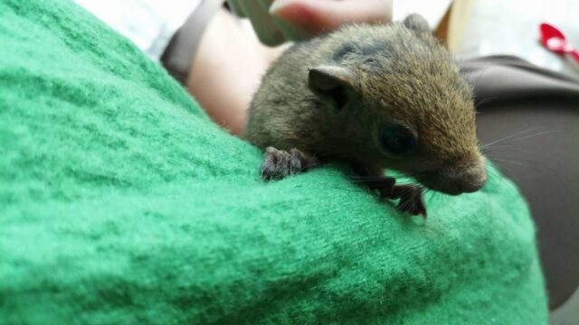 猫から救助された小リスは元気