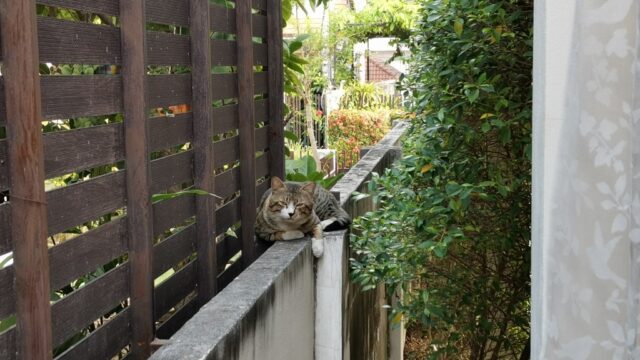 塀の上でくつろぐ猫