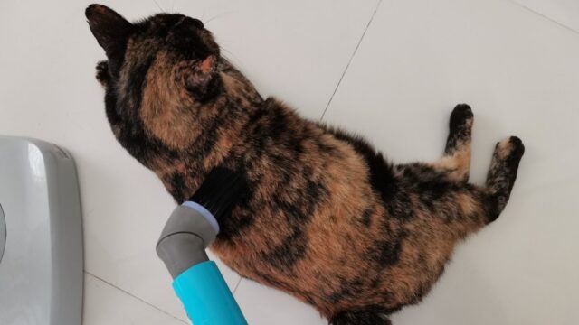掃除機で猫掃除